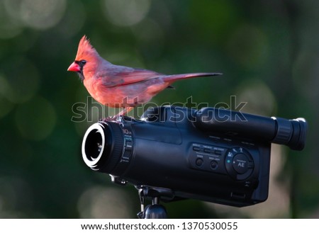 A male cardinal bird is standing on a camcorder with blur green background. 