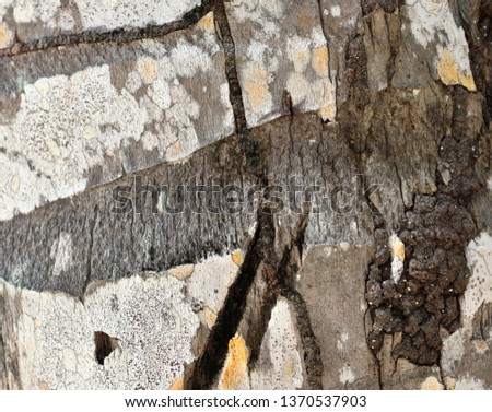 Close up high resolution palm tree bark texture shot on the seychelles