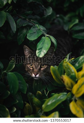Cat on hunting 