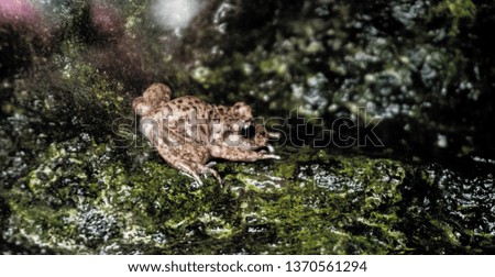 Small Brown African Toad 