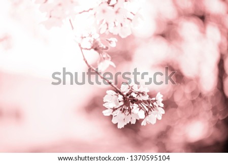 Beautiful cherry blossom sakura in spring time. Cherry blossom in full bloom. close up.expressed with white and brown color .