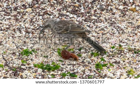 mockingbird searching for food on isla espanola in the galapagos