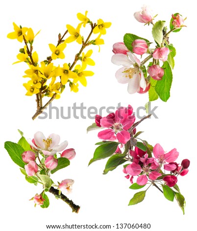 set of spring flowers isolated on white background. blossoms of apple tree, cherry twig, forsythia