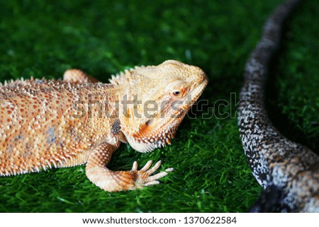 
gecko lizard in action