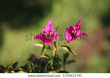 Bougenville flowers picture