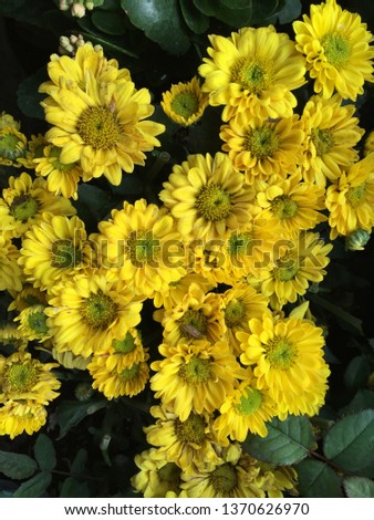 Wide long cover or banner. Beautiful yellow flower 