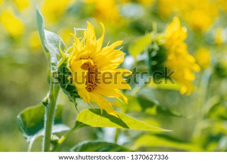 Close-up of sunflower flower in planted field