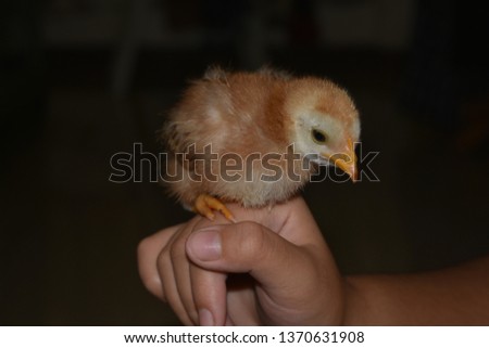tiny isolated chick as pet