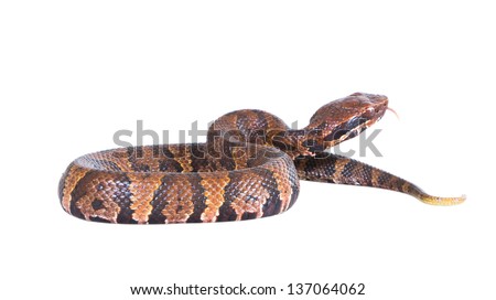 An aggressive snake  American Copperhead (Agkistrodon contortrix)  stuck out her tongue  isolated on a white background