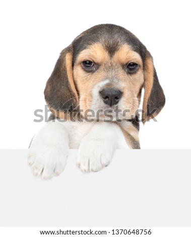 Beagle puppy above empty white banner looking at camera. isolated on white background. Empty space for text
