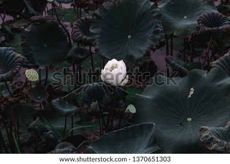 The beauty of natural lotus flowers