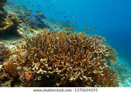 Blue sea and tropical coral reef. Colorful seascape with fish and corals. Scuba diving on the reef, underwater photography. Tropical shallow ocean and marine life.