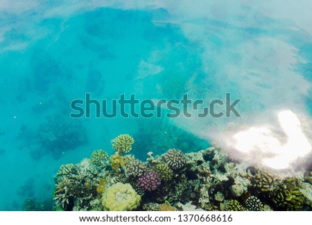 Picture of corals