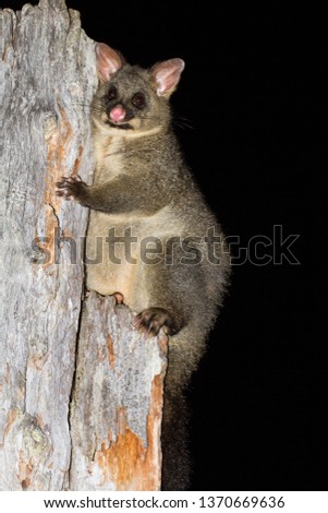 Common brush-tail possum 