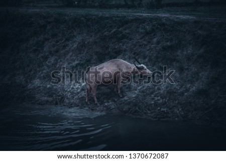 Buffalo in Thailand  with dark tones