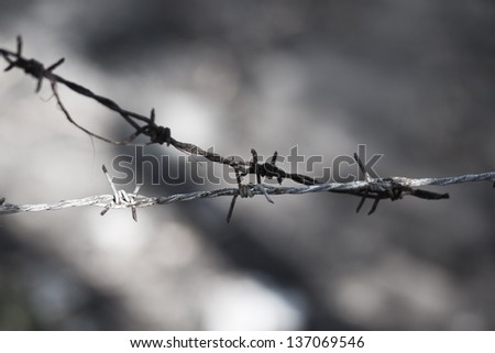 barbed wire, monochrome photo