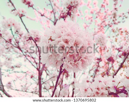 Beautiful cherry blossom pink sakura branch in spring on blue sky background as sale banner. April bloom of pink cherry tree branch macro. Japanese traditional pink cherry branch - soft spring concept