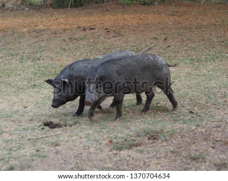 Black boars photo