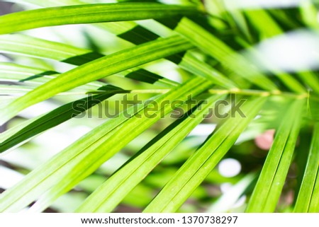 palm leaves intricated green background, minimal texture of green leaves and exotic trees