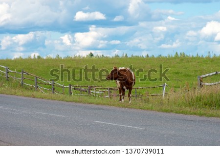 The cows fled from the pasture and go along the highway