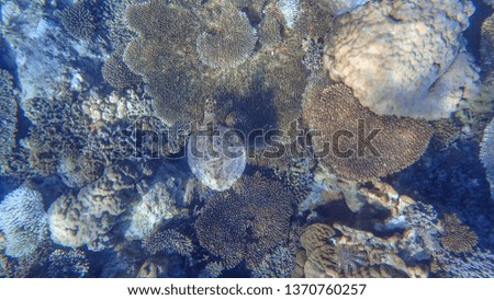 Overhead shot of a hawksbill sea turtle in a shallow coral reef.