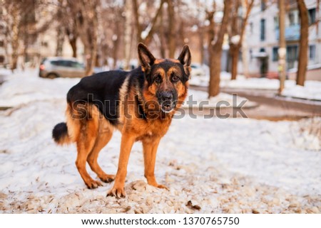 Dog German Shepherd in a city in a winter day