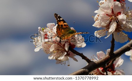 Butterfly in nature. Insect on white flower plant. Blooming cherry tree in the garden. Cherry flowers close up. Natural blurred background.