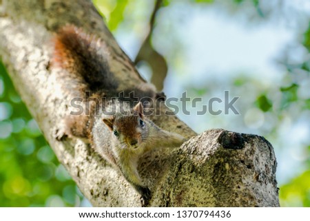 Close up half the squirrel chipmunk perched on a small tree native to tropical forests