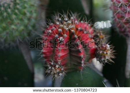 Cactus beautiful picture