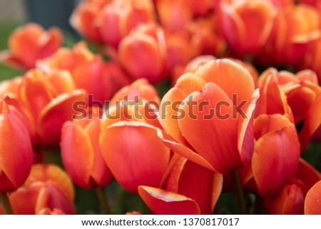 tulips background , Amsterdam 