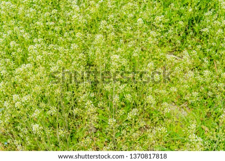Looking down on top of field of young weeds with white flower tips on a sunny spring day.