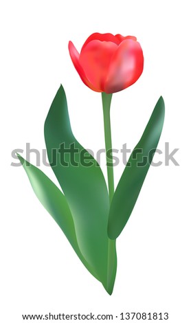 elegant red tulip, design element