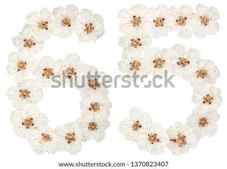 Numeral 65, sixty five, from natural white flowers of apricot tree, isolated on white background