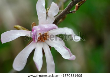 The pink flower of the magnolia stellata with 
rain drops 