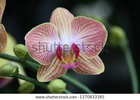 Orchid flower picture