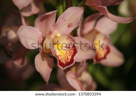 Orchid flower picture