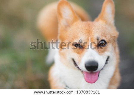Welsh corgi pembroke dog smiling and winking to the camera, positive picture