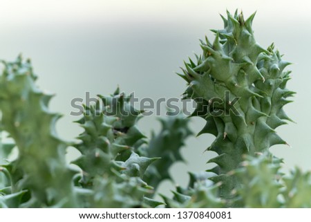Close up of succulent with blurred background