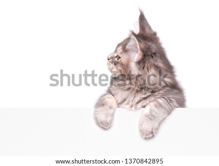 Maine Coon gray kitten holding sign or banner. Funny pet cat showing placard with space for text. Beautiful domestic kitty with blank board, isolated on white background.