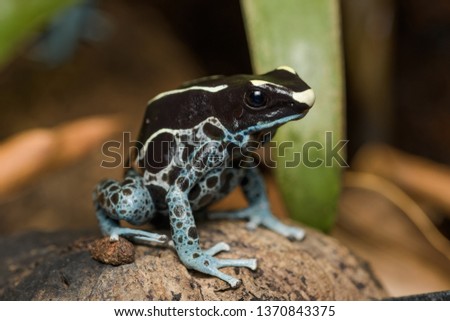 Dyeing poison dart frog powder blue on the rainforest floor