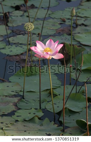 Lotus beautiful image