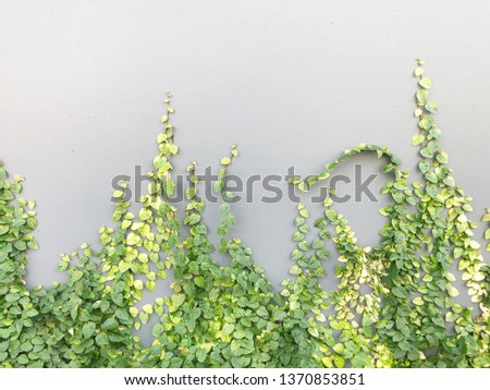 Green Creeper Plant on a Gray Wall Background