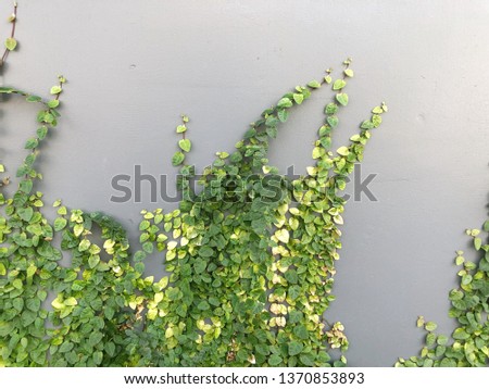 Green Creeper Plant on a Graye Wall Background