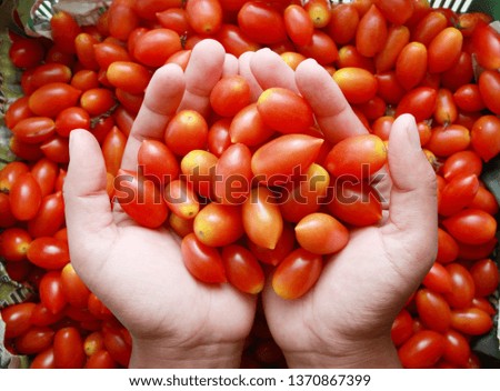 Cherry tomatoes on hand with tomatoes background 