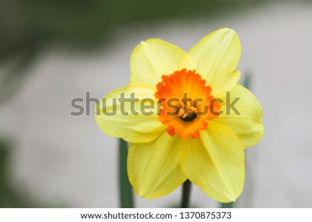 Narcissus flower close up view spring time - Image 