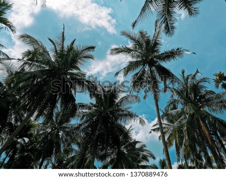 Coconut palm tree with blue sky background. Perspective view.