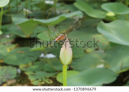 Indian lotus (Nelumbo nucifera). Pink water lily flower with dragonfly.