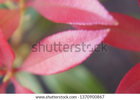 Pink leaves, basically. Outdoor, day and without character. It is clear, the time is clear. The leaves have a pink color, it's gay. This color changes the usual color of green leaves.