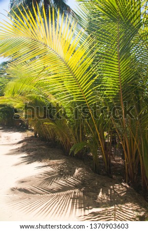 natural background of palm tree pattren