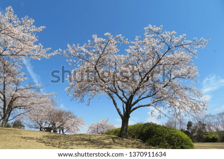 Highland cherry blossom